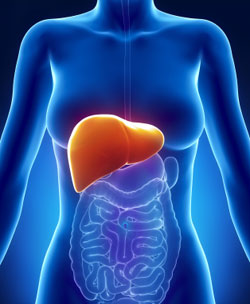 Your Liver Weight Loss
